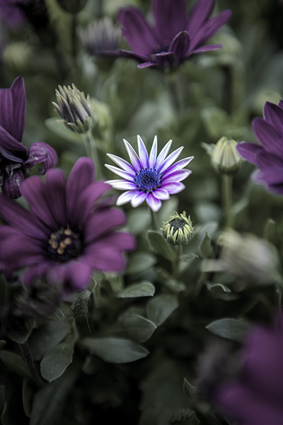 purple flowers in a garden